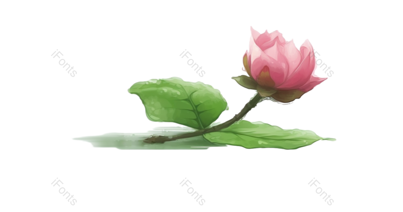 装饰图片,夏至元素,荷花PNG,户外免抠素材